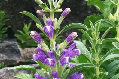 Violet-blue hooded flowers ranged up a leafy spike