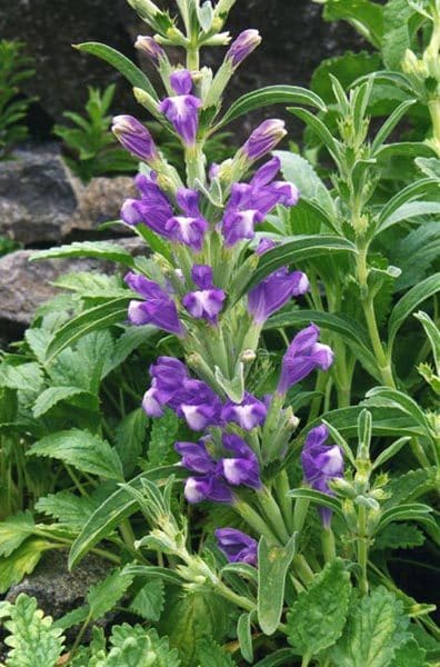 Violet-blue hooded flowers ranged up a leafy spike