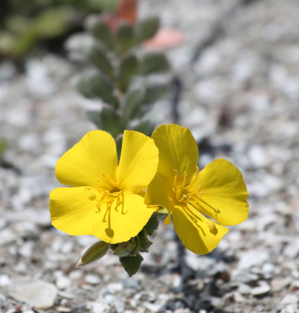 Two golden four-petalled flowers with long stamens, on a short stem of small grey-green leaves, over pale gravel.