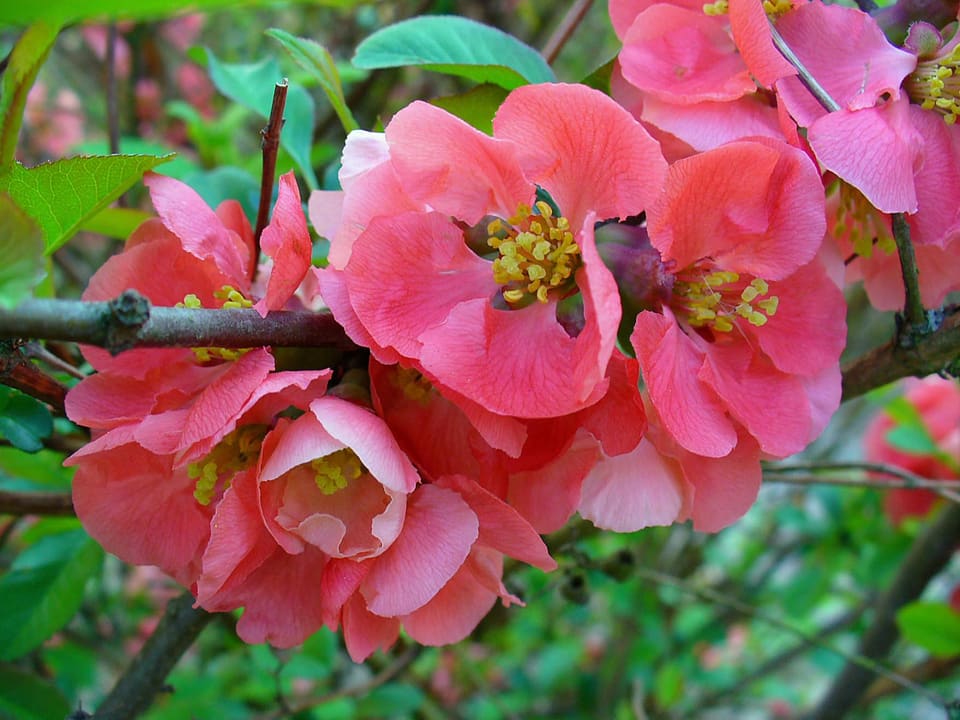 Clusters of coral-pink cup flowers with yellow stamens, crowded along a thorny grey branch