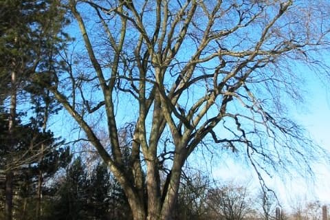 A broad bare-branched elm against a clear winter sky