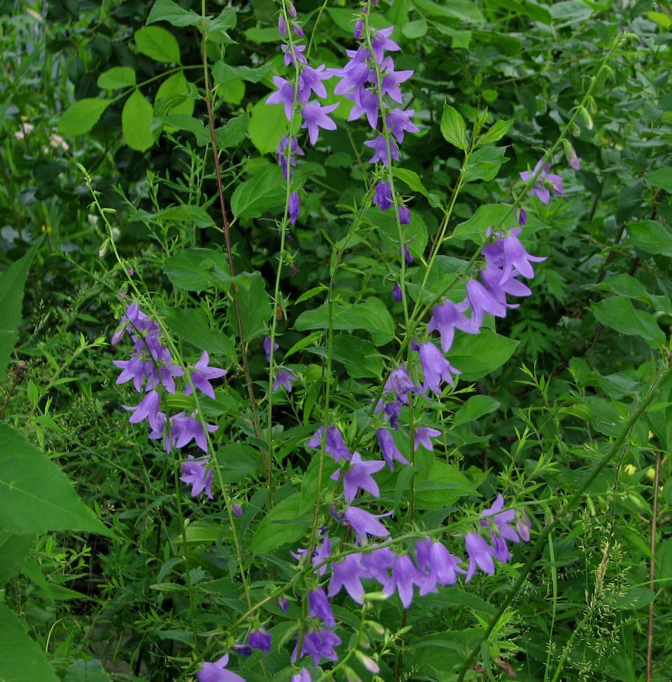 Arching spikes hung with violet bell flowers, all turned to one side, above nettle-like leaves