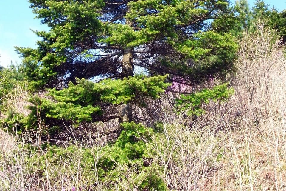 A young conifer of neat conical shape with blue-green needles, growing in rough grass