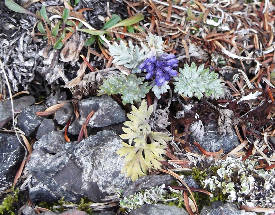 A short violet-blue flower spike rising from a rosette of grey-green deeply cut leaves, among dark stones and lichen.