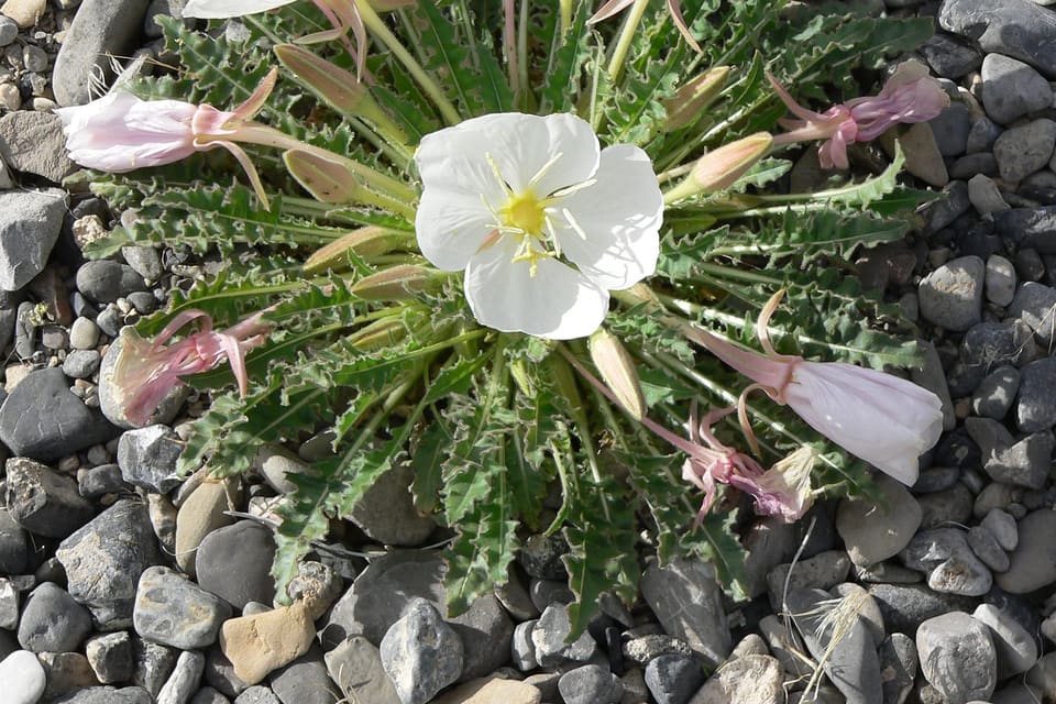 White flowers opening from a rosette of toothed leaves on gravel