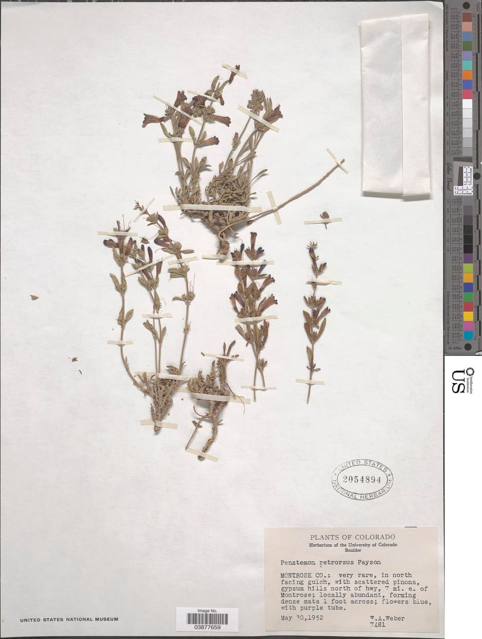 Herbarium sheet: several low mats of short stems with small grey leaves and dark tubular flowers