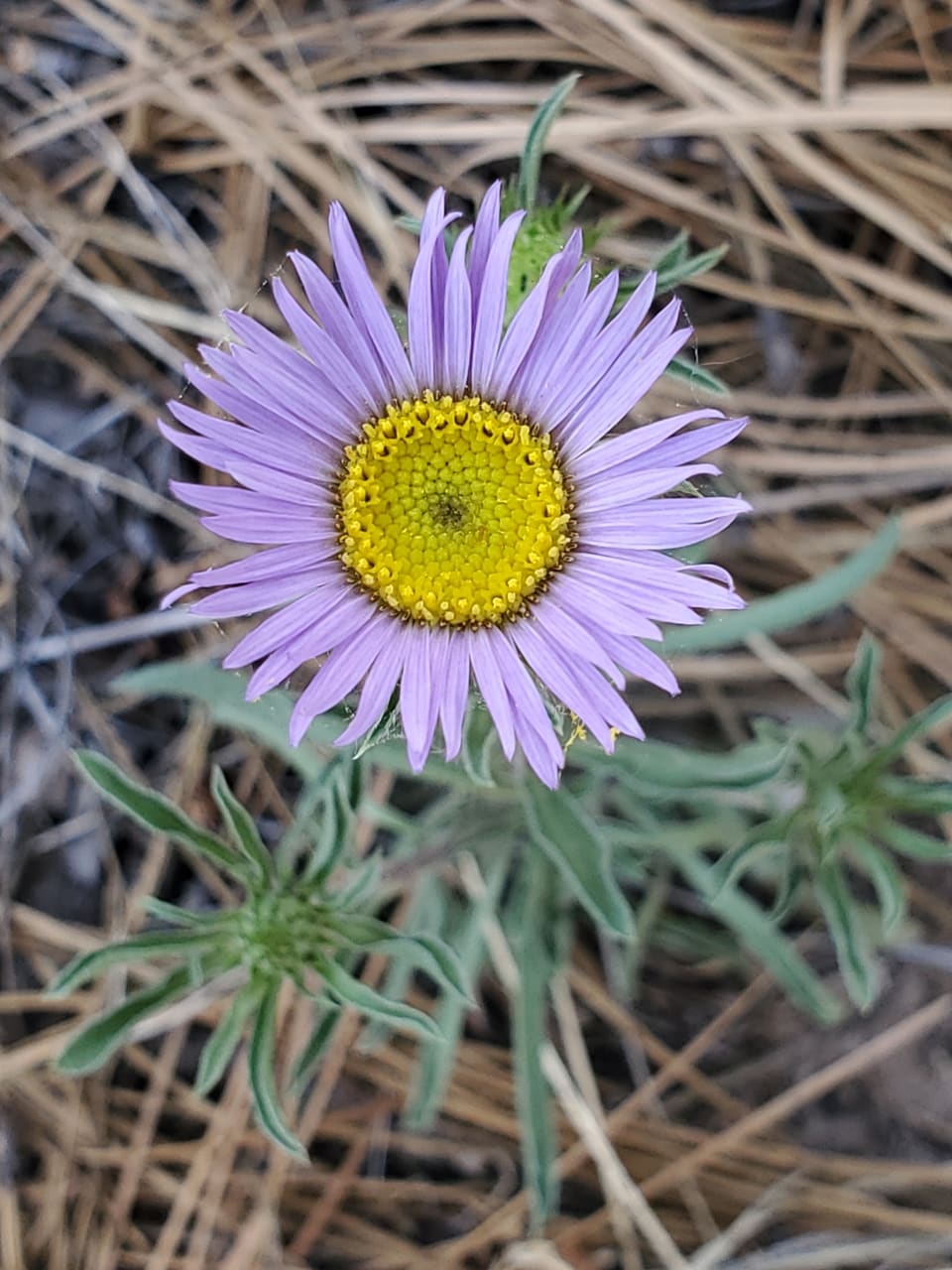 A lilac daisy with many narrow rays and a domed yellow centre, on a stem with narrow grey-green leaves over dry pine needles.