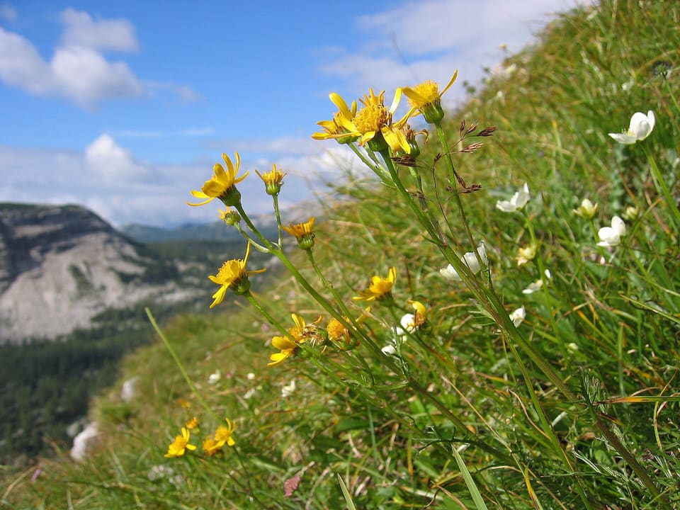 Yellow daisies on slender stems scattered across a steep alpine meadow, with pale cliffs and cloud behind.