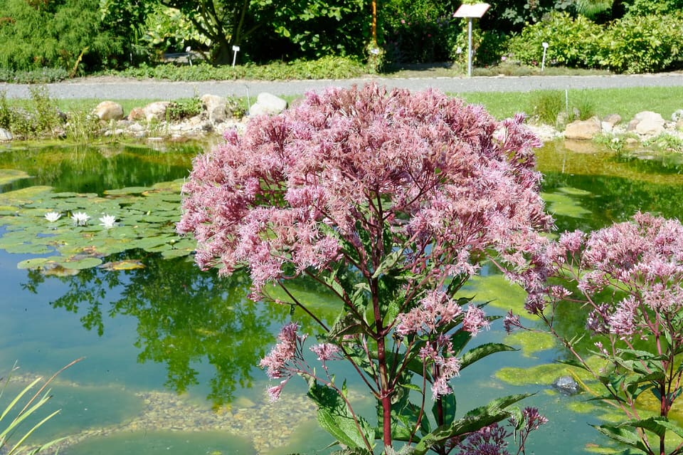 A broad domed head of dusty pink thread-like florets on a dark red stem, standing beside a green pond with waterlilies.