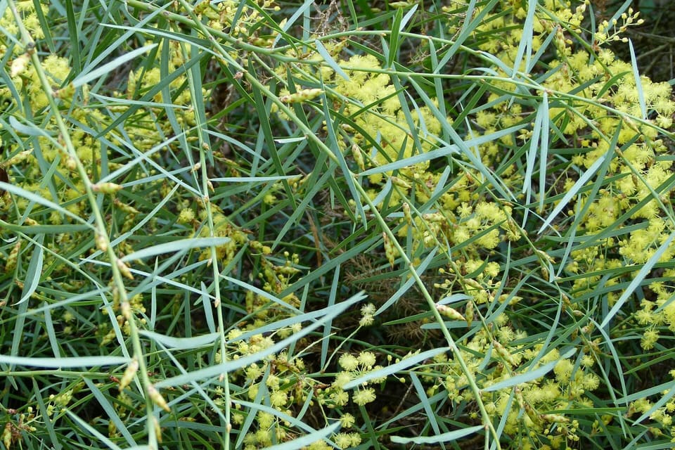 Small pale yellow flower spikes among narrow blue-green phyllodes