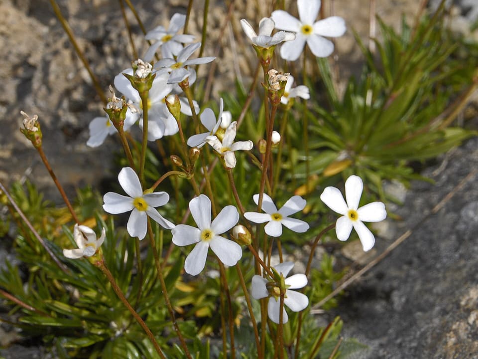 White flowers with small yellow eyes on fine red stalks, above tufts of narrow green leaves in a rock crevice