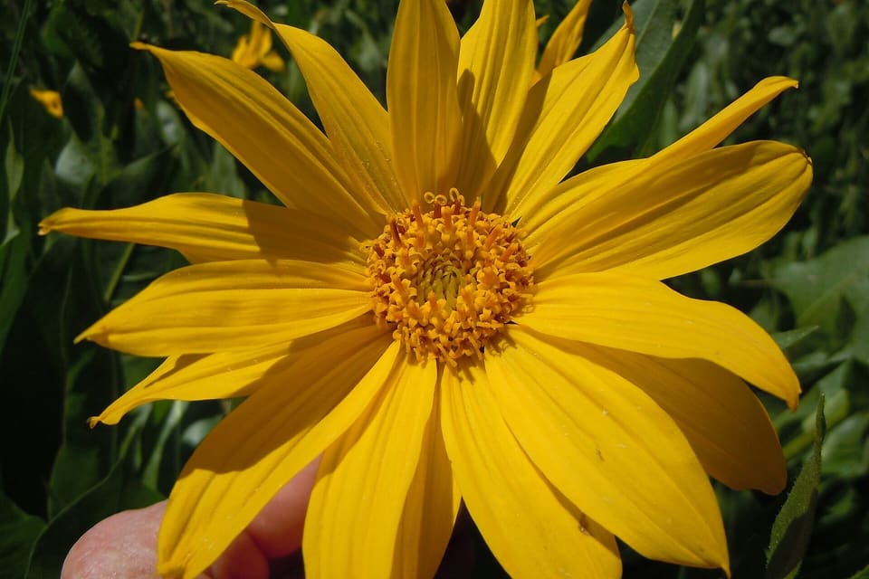 A large yellow daisy with a broad orange centre