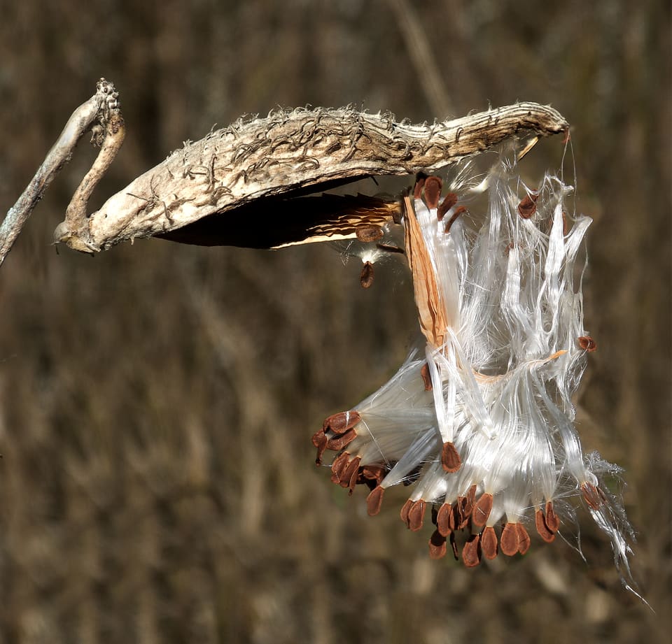 A split grey seed pod on a dry stalk, spilling a fan of flat brown seeds each trailing a plume of fine white silk.