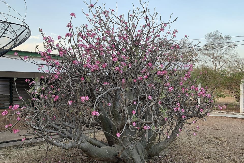 A squat swollen-trunked shrub with bare branches carrying pink flowers