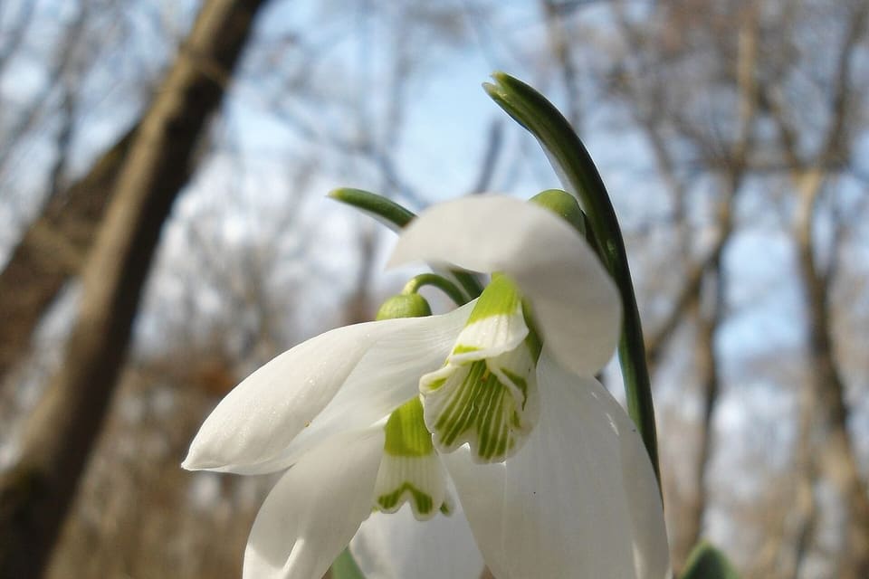 A nodding white snowdrop with green markings above broad grey leaves