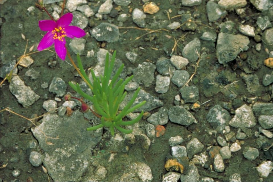 A single magenta flower open on coarse gravel