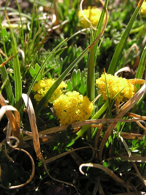 Domed heads of tiny yellow flowers on short stalks, among ferny green leaves and last year's bleached grass.
