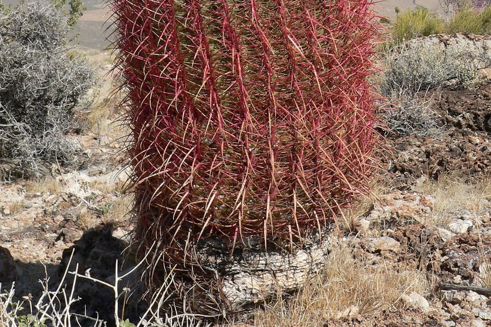 A tall barrel cactus covered in dense red spines, desert ridges behind