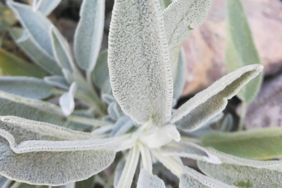 Silvery furred oval leaves growing among rocks