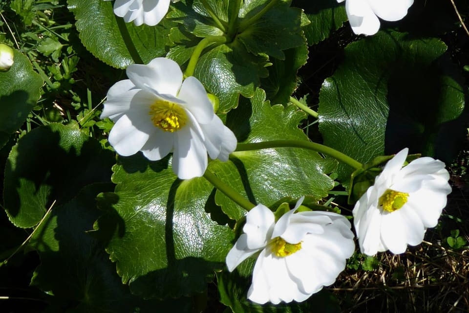 White flowers with yellow centres above large round glossy leaves