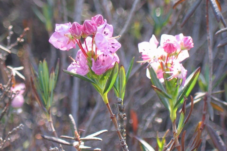 Pink flowers at the tip of a wiry stem with narrow dark leaves