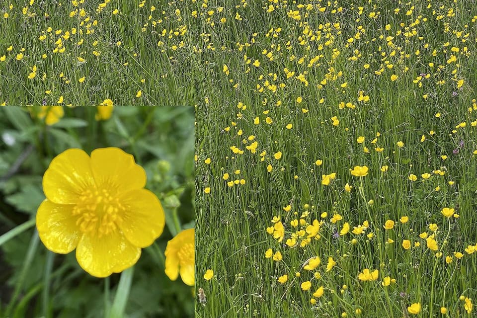 A meadow yellow with buttercups, with a close view of one flower inset