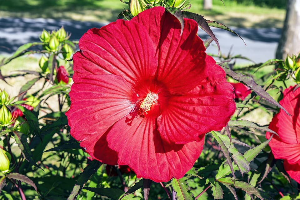 A large scarlet five-petalled flower with a pale central column, buds and narrow leaves around it