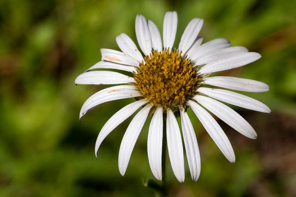 A white daisy with broad ribbed rays and a golden-brown centre, seen face on against blurred green.