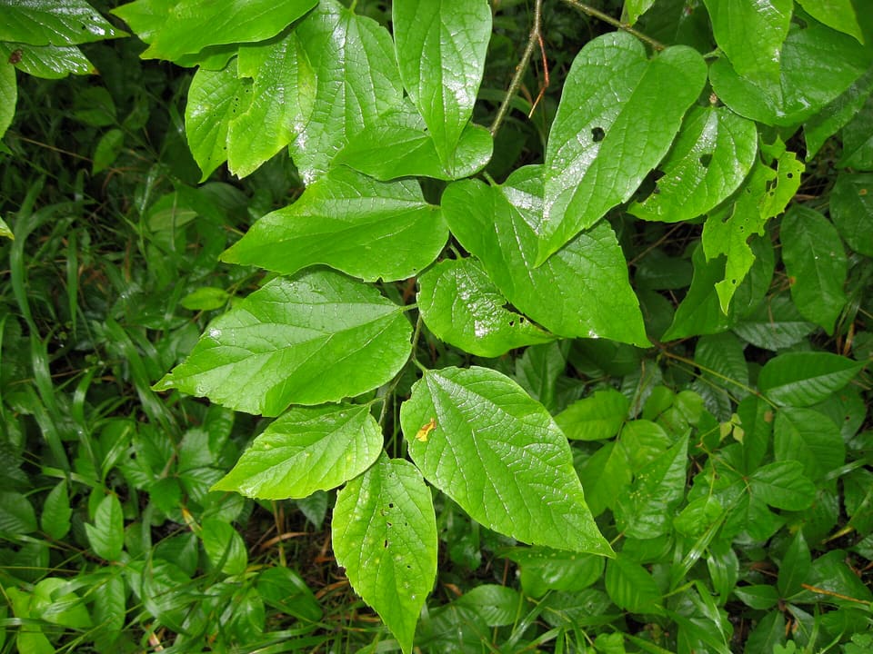 A branch of lopsided pointed leaves with toothed edges and strongly marked veins, over low undergrowth