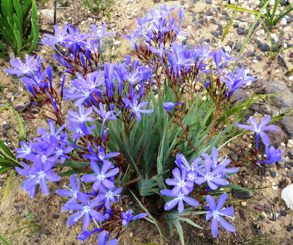 A dense clump of blue six-pointed star flowers on wiry red-brown stalks, rising from fans of grey-green strap leaves on gravel.