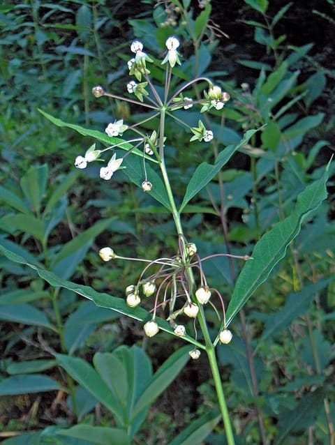 Two drooping heads of pale green and white flowers on long stalks, on a stem with broad pointed leaves