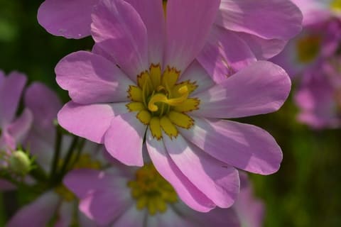 Pink flowers with yellow centres and overlapping petals