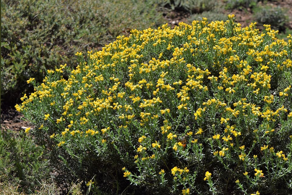 A low, rounded shrub covered in small bright yellow pea flowers