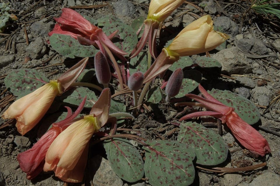 Cream flowers and pink-flushed buds among spotted grey-green leaves