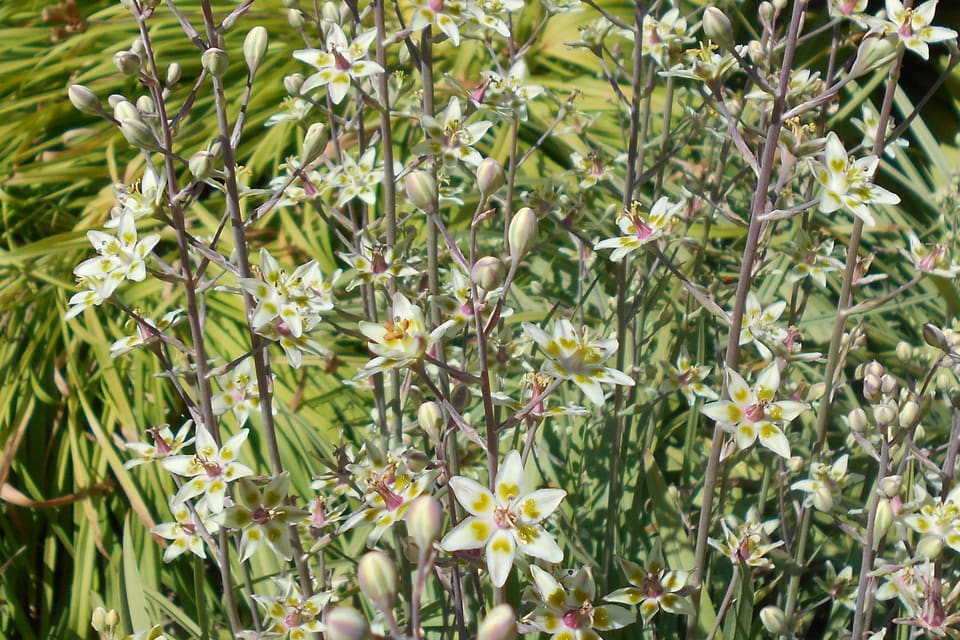 A stand of slender stems carrying many greenish-white star-shaped flowers