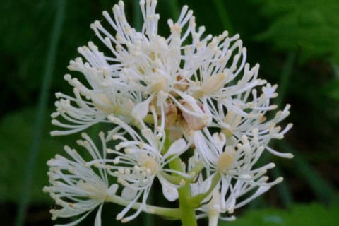 A dense head of white flowers with long stamens, opening from green buds