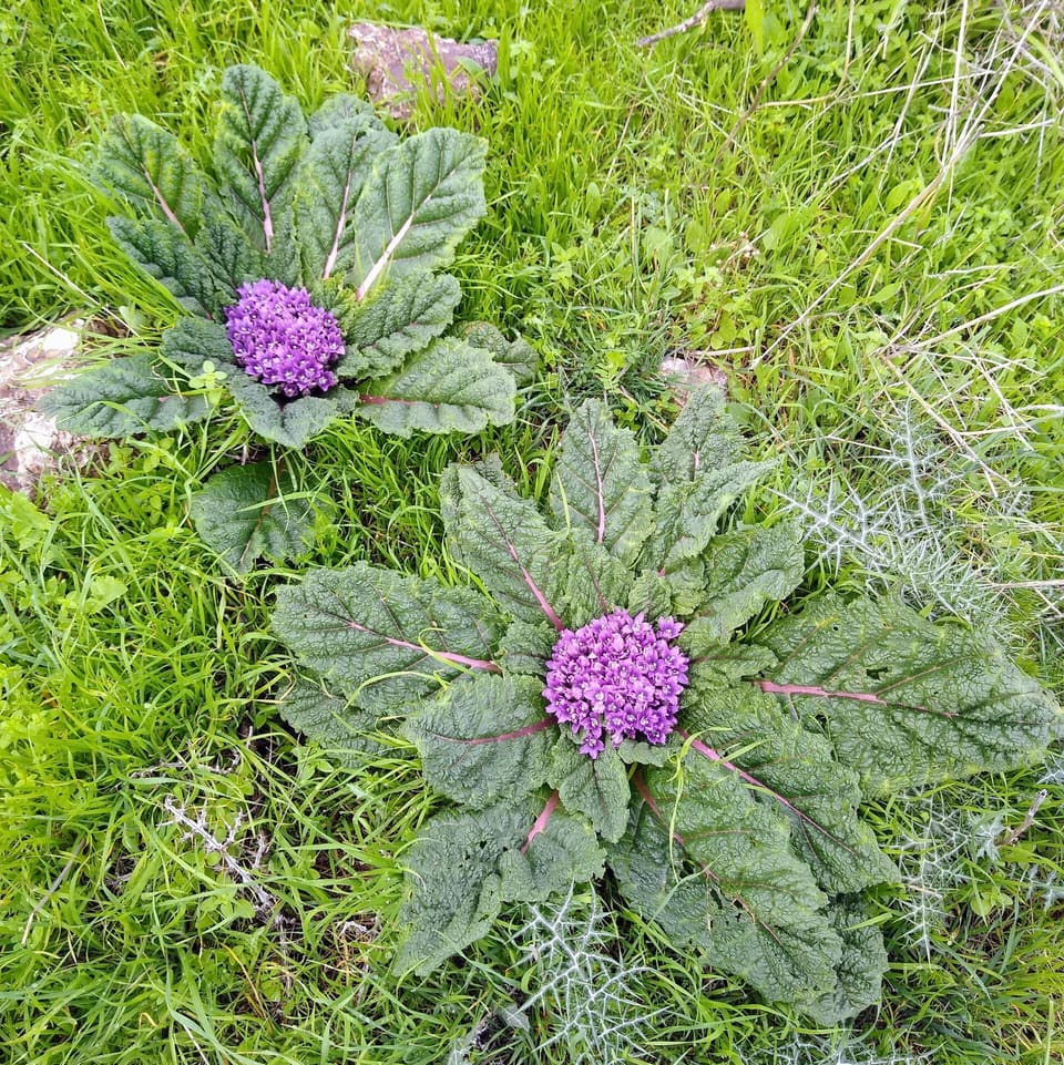 Two flat rosettes of large, wrinkled dark green leaves lying on grass, each with a cluster of violet flowers at its centre