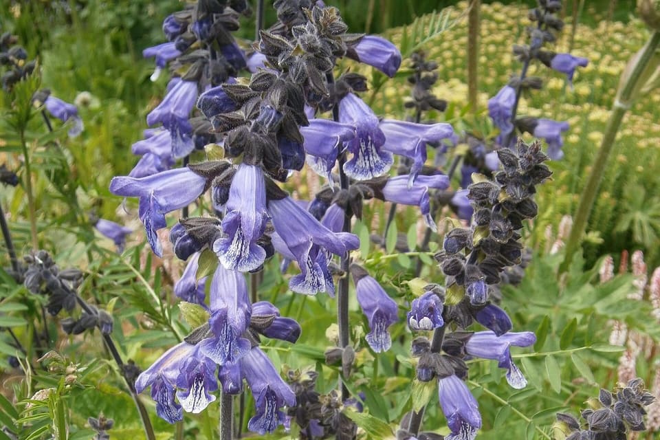 Violet-blue hooded flowers with dark calyces on leafy stems