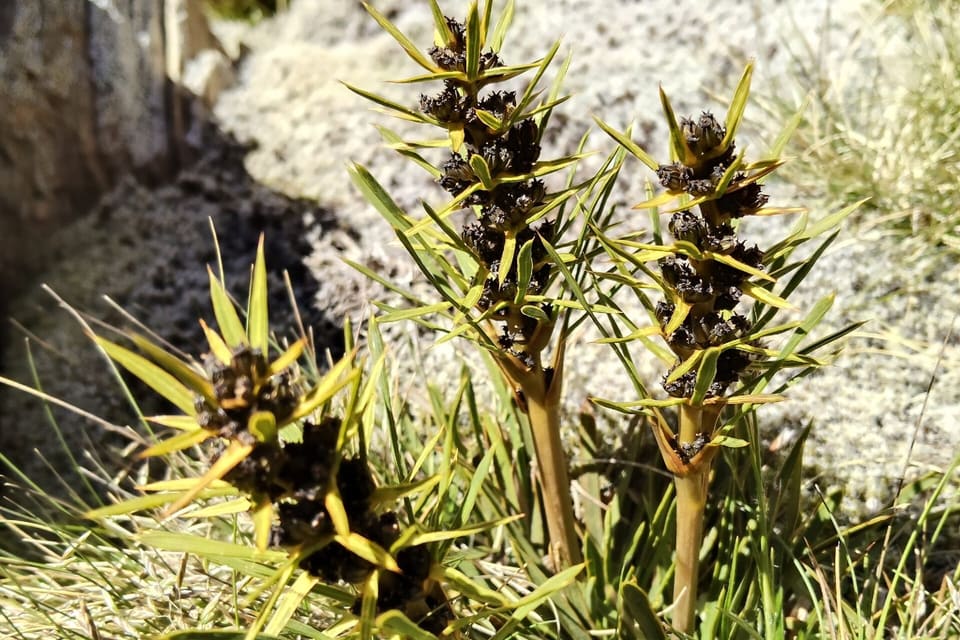 Dark seedheads held on stout stems above spiny whorled leaves