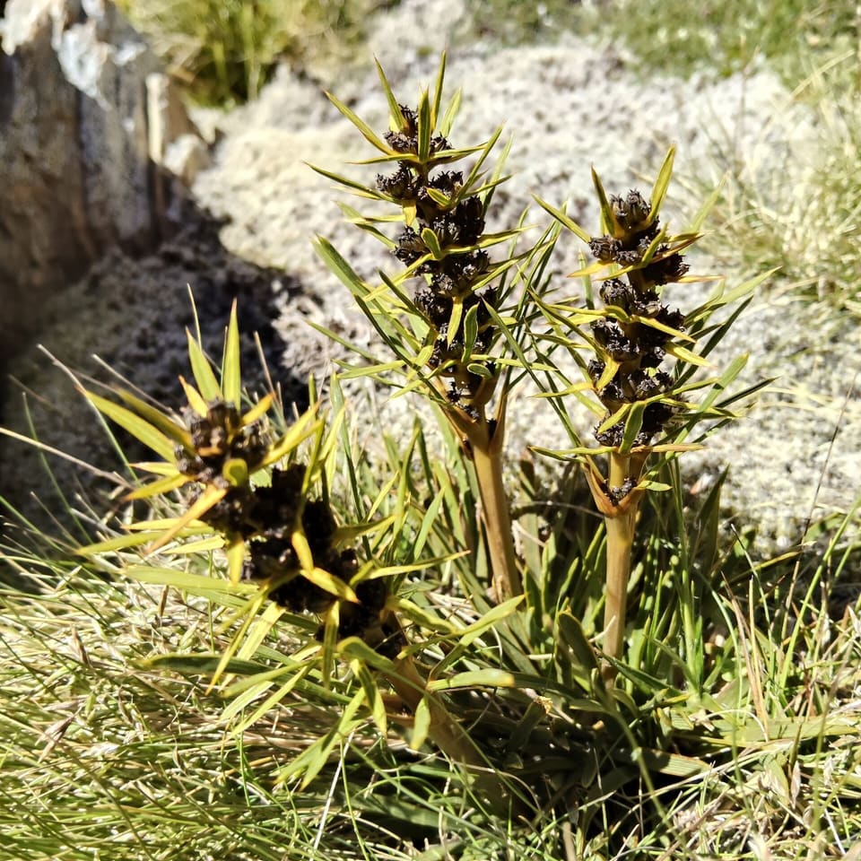 Dark seedheads held on stout stems above spiny whorled leaves