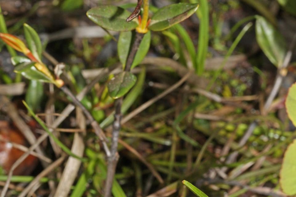 A single pink cupped flower on a red stalk, a bud below