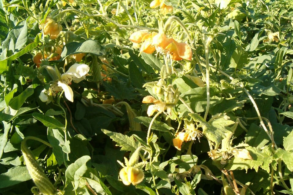 Pale orange-yellow flowers nodding among rough green leaves