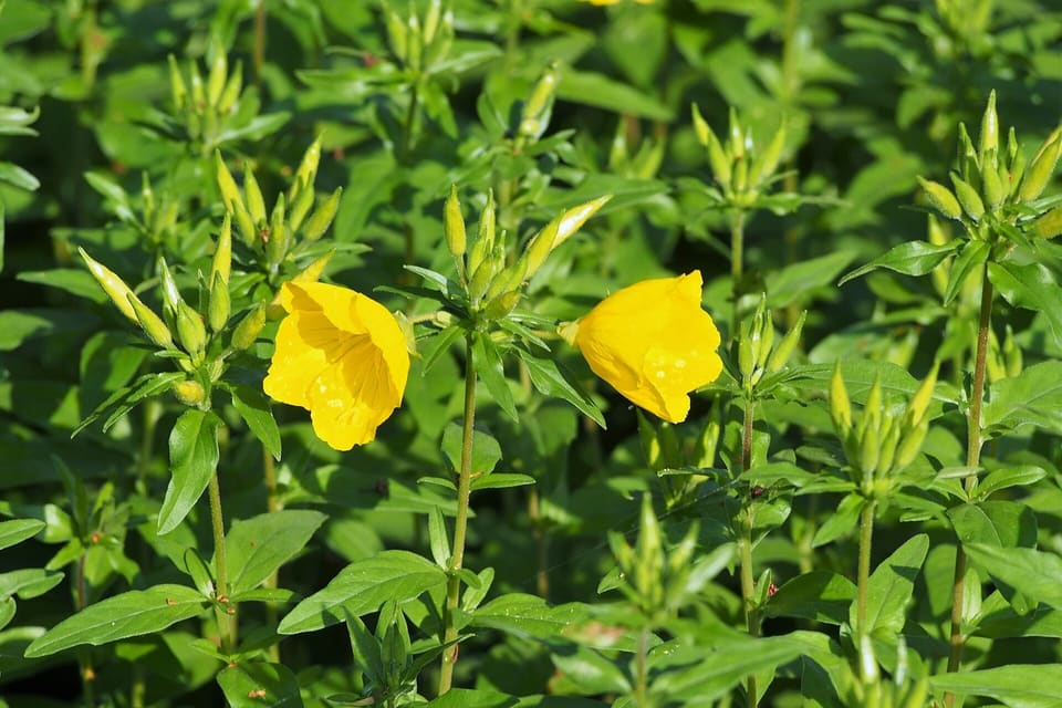 Yellow cup-shaped flowers and buds on leafy upright stems