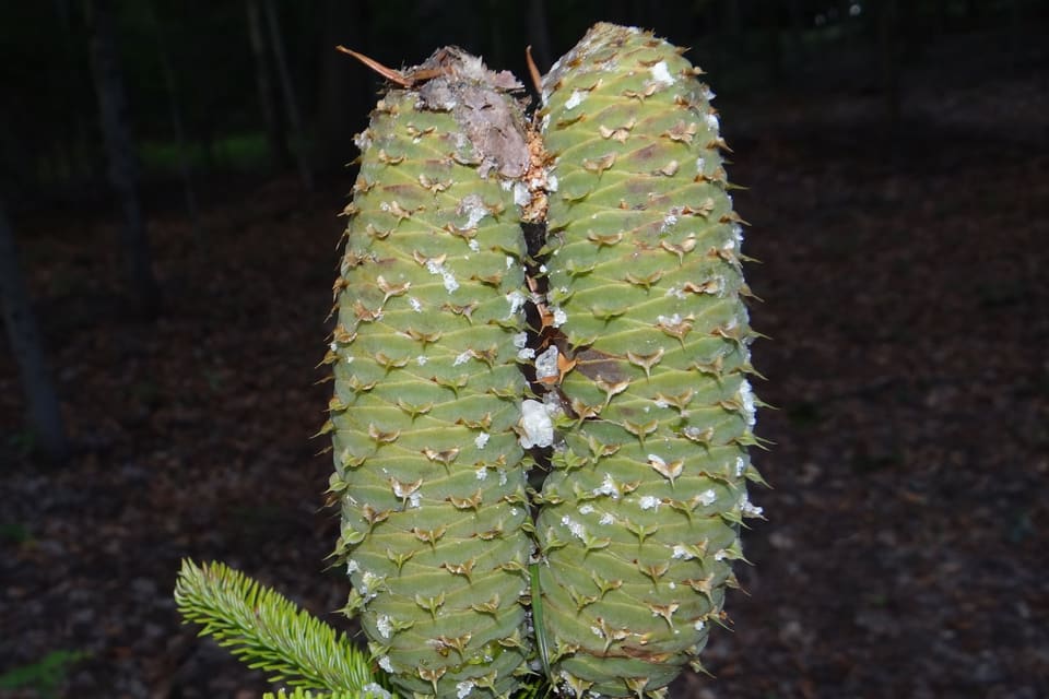 Two upright green fir cones flecked with white resin, standing on a branch among flat needles