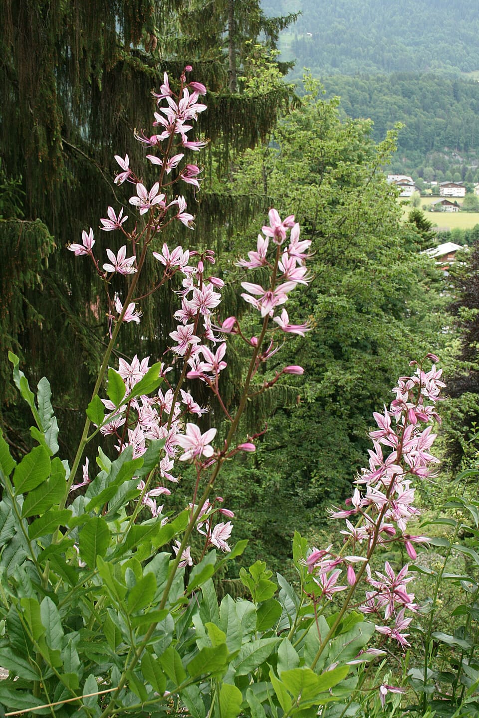 Tall spikes of pink flowers veined darker, rising from glossy pinnate leaves above a wooded valley