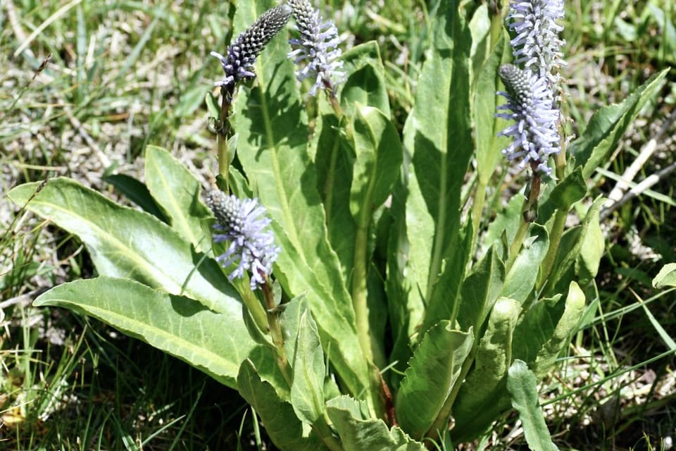 Blue-violet flower spikes rising from a rosette of broad leaves