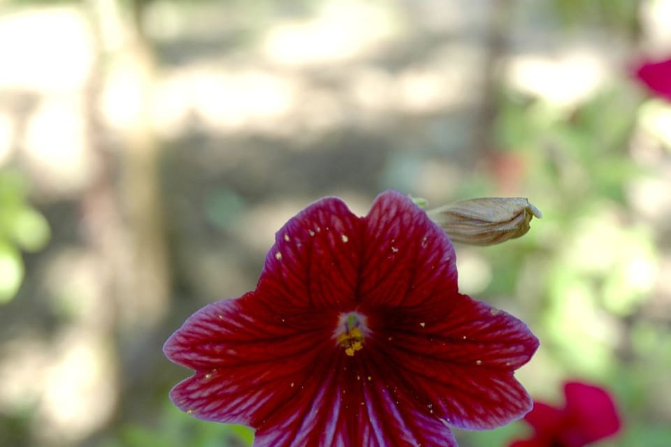 A deep crimson trumpet flower veined darker towards the throat