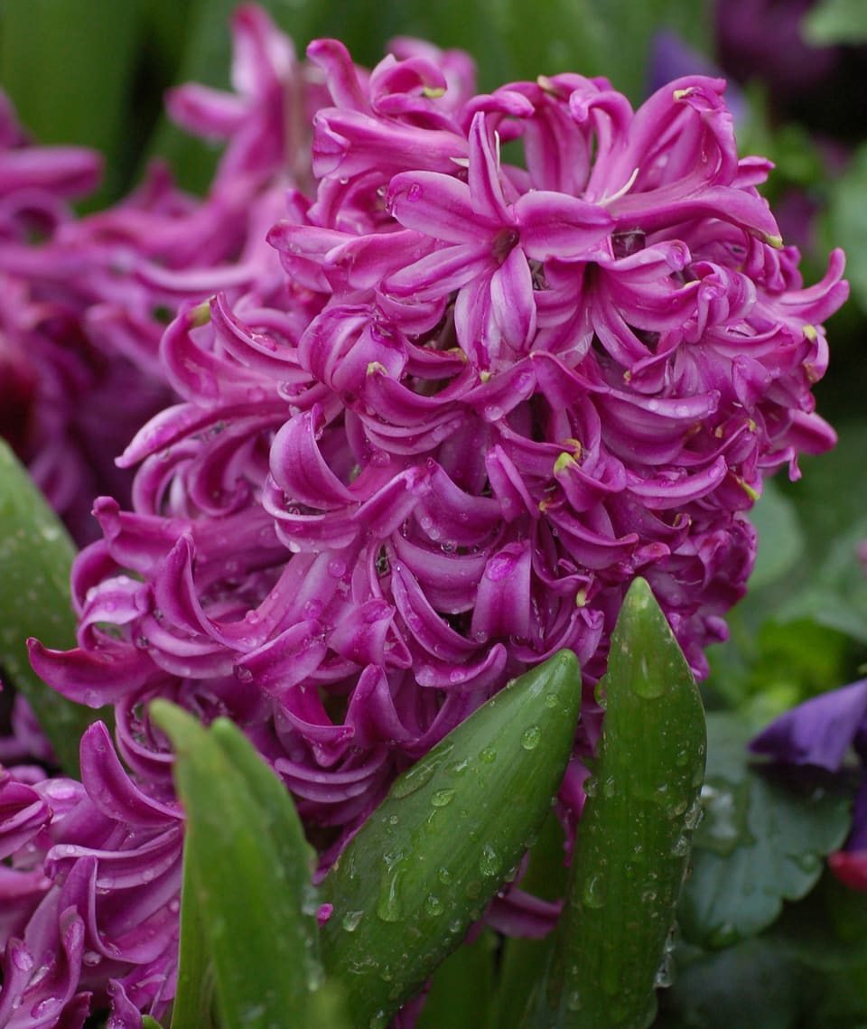 A dense spike of magenta hyacinth flowers with curled-back petals, above thick green leaves wet with rain