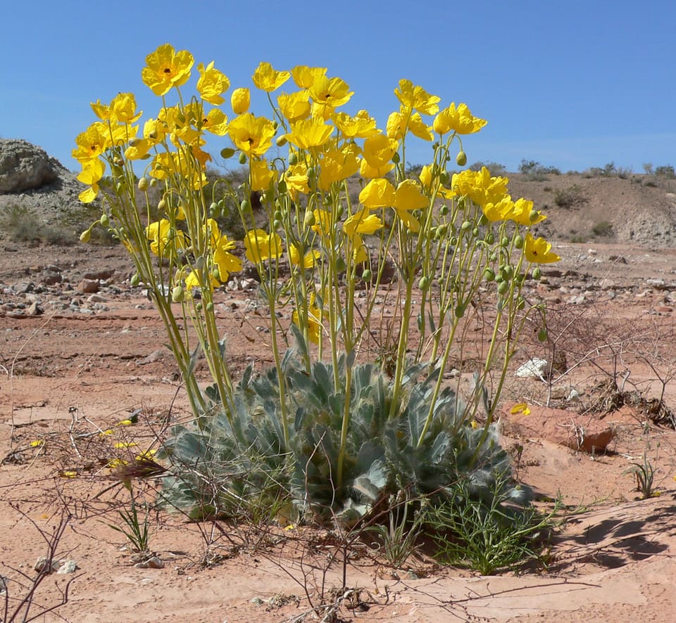A rosette of thick silver-white woolly leaves on red desert sand, throwing up many stems of bright yellow poppies.