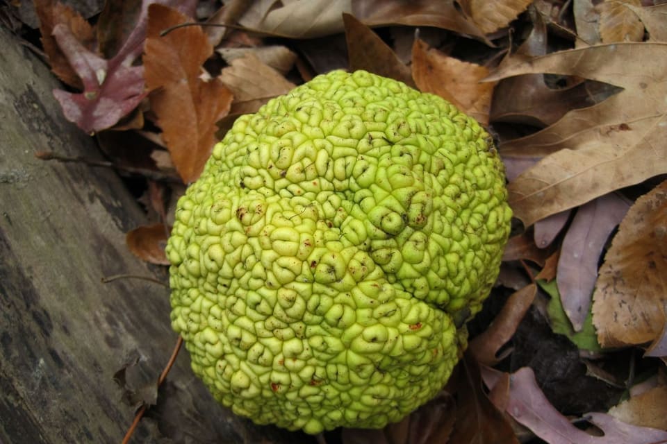 A large knobbly green fruit lying among fallen leaves